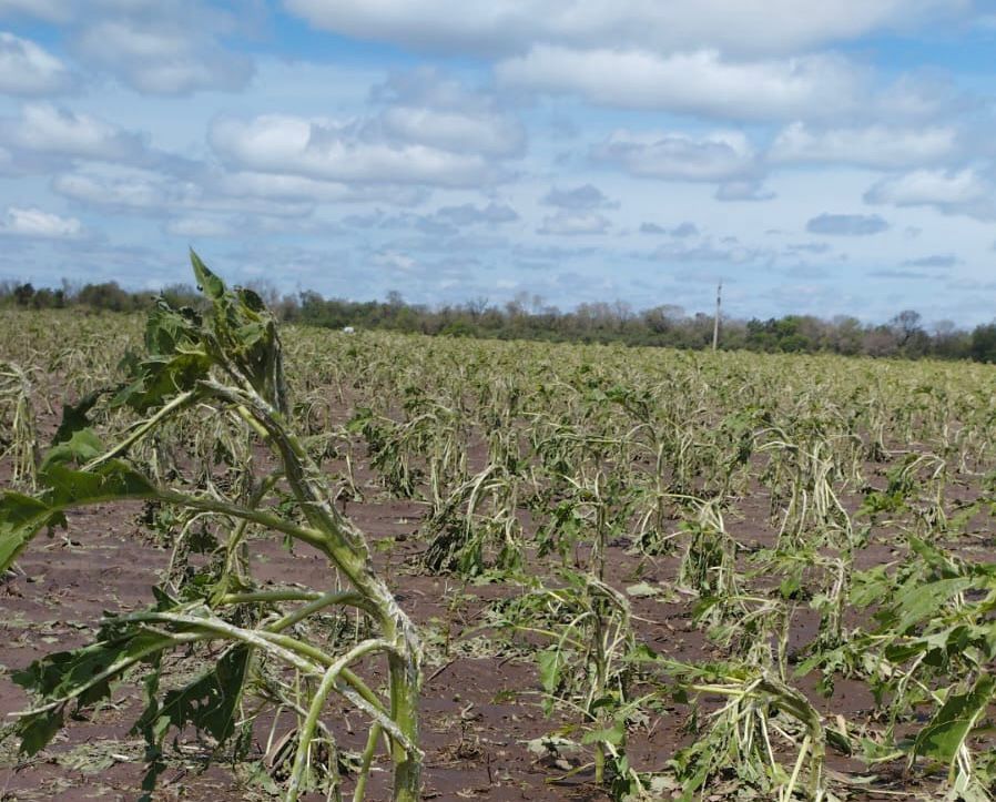 TRAS LA CAÍDA DE GRANIZO: EL GOBIERNO PROVINCIAL INFORMÓ QUE LAS HECTÁREAS AFECTADAS ESTÁN CUBIERTAS POR EL SEGURO MULTIRRIESGO