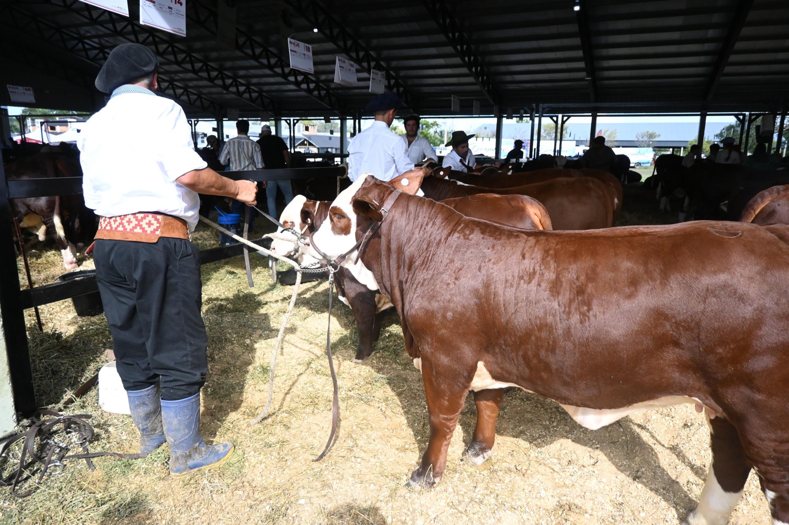 CORRIENTES: EL GOBERNADOR ZDERO ACOMPAÑÓ LA APERTURA DE LA 22° EXPOSICIÓN NACIONAL BRAFORD EN LA SOCIEDAD RURAL